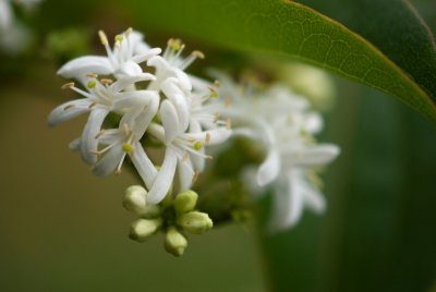 Heptacodium miconioides - heptakodium jasmínovité - květ detail